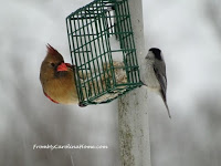 https://frommycarolinahome.wordpress.com/2016/01/22/making-a-meal-for-our-feathered-friends/