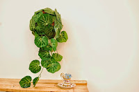 http://www.cutesimplestuff.com/2015/04/diy-falling-plant-home-decor.html